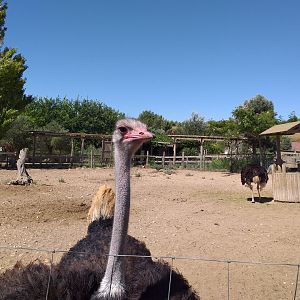 Common ostrich -Sendaviva (2020)