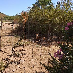 Chapman's zebra, Kafue flats lechwe and Common ostrich exhibit -Sendaviva (2020)