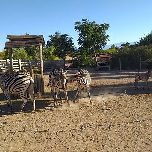 Chapman's zebra, Kafue flats lechwe and Common ostrich exhibit -Sendaviva (2020)