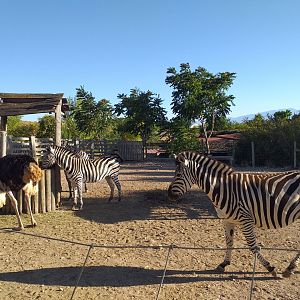 Chapman's zebra, Kafue flats lechwe and Common ostrich exhibit -Sendaviva (2020)