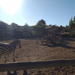 Chapman's zebra, Kafue flats lechwe and Common ostrich exhibit -Sendaviva (2020)