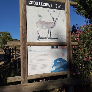 Kafue flats lechwe sign -Sendaviva (2020)