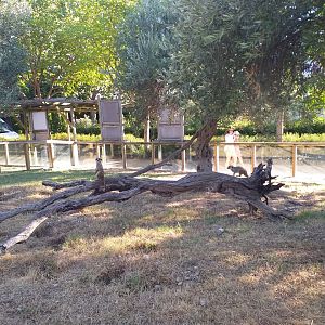 Meerkat exhibit -Sendaviva (2020)