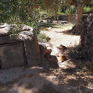 Yellow mongoose exhibit -Sendaviva (2020)