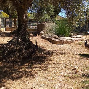 Yellow mongoose exhibit -Sendaviva (2020)