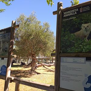 Yellow mongoose and Meerkat signs -Sendaviva (2020)