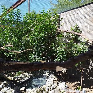 Red-handed tamarin exhibit -Sendaviva (2020)