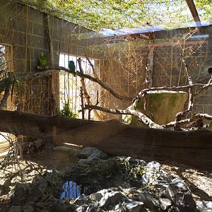 Cotton-topped tamarin, Giant wood rail, Common green iguana and Yellow-shouldered amazon exhibit -Sendaviva (2020)