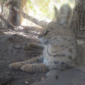 Serval -Sendaviva (2020)