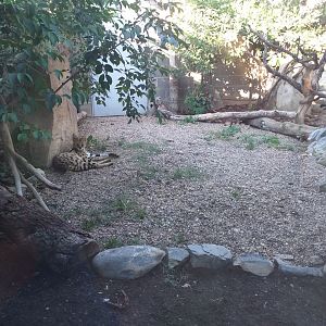 Serval exhibit -Sendaviva (2020)