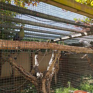 Green-winged macaw, Red-crowned amazon, Blue-and-yellow macaw, African grey parrot and White-cheeked turaco exhibit -Sendaviva (2020)