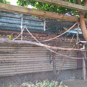 Blue-and-yellow macaw, Fischer's lovebird and Peach-faced lovebird exhibit -Sendaviva (2020)