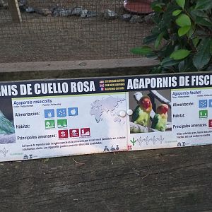 Fischer's lovebird and Peach-faced lovebird sign -Sendaviva (2020)