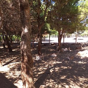 Common fallow deer exhibit -Sendaviva (2020)