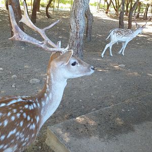 Common fallow deer -Sendaviva (2020)