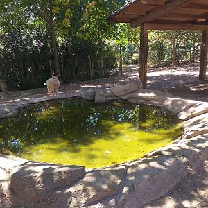 Common fallow deer exhibit -Sendaviva (2020)