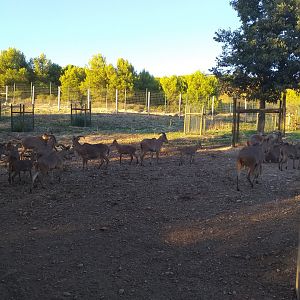 Barbary sheep exhibit -Sendaviva (2020)