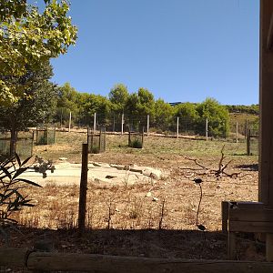 Barbary sheep exhibit -Sendaviva (2020)