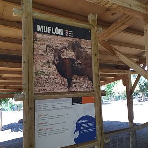 European mouflon sign -Sendaviva (2020)