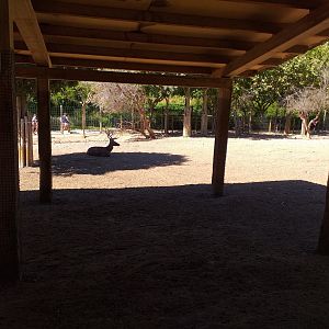 Spanish red deer and European mouflon exhibit -Sendaviva (2020)