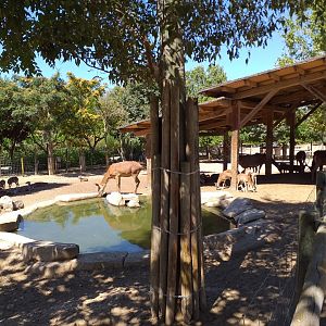 Spanish red deer and European mouflon exhibit -Sendaviva (2020)
