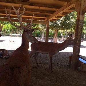 Spanish red deer and European mouflon exhibit -Sendaviva (2020)