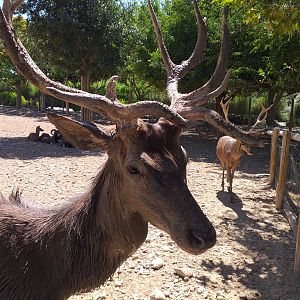 Spanish red deer -Sendaviva (2020)