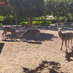 Spanish red deer and European mouflon exhibit -Sendaviva (2020)