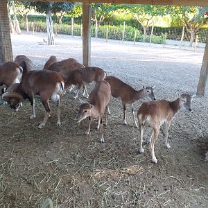 European mouflon -Sendaviva (2020)