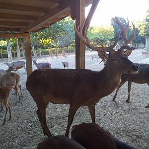 Spanish red deer -Sendaviva (2020)