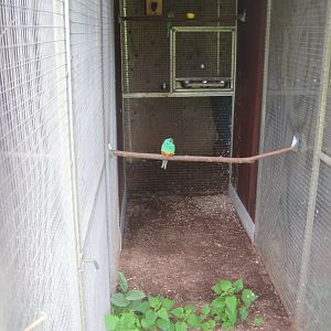 Nordsjællands Fuglepark - Hooded parrot aviary