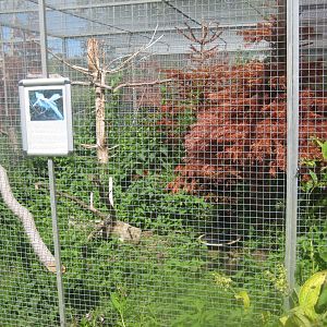 Nordsjællands Fuglepark - Crow aviary