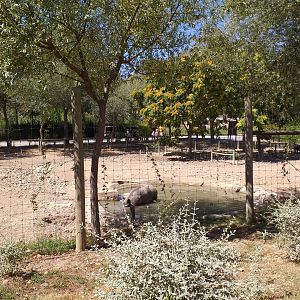 Iberian wild boar exhibit -Sendaviva (2020)