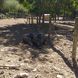 Iberian wild boar exhibit -Sendaviva (2020)