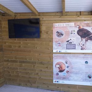 Bonelli's eagle information corner -Sendaviva (2020)