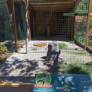 Secretary bird exhibit -Sendaviva (2020)