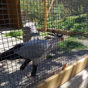 Secretary bird -Sendaviva (2020)