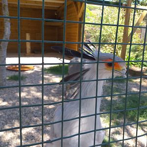 Secretary bird -Sendaviva (2020)