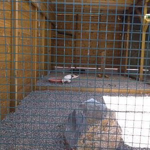 Western Egyptian vulture exhibit -Sendaviva (2020)