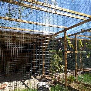 Black-chested buzzard-eagle exhibit -Sendaviva (2020)