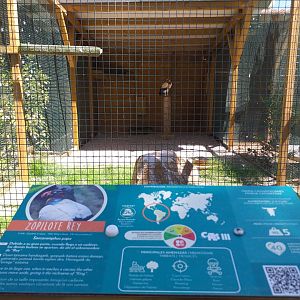 King vulture exhibit -Sendaviva (2020)