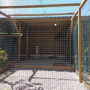 European golden eagle exhibit -Sendaviva (2020)