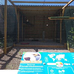African fish eagle exhibit -Sendaviva (2020)