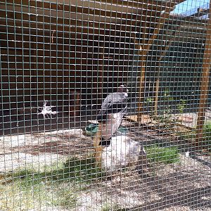 Andean condor exhibit -Sendaviva (2020)