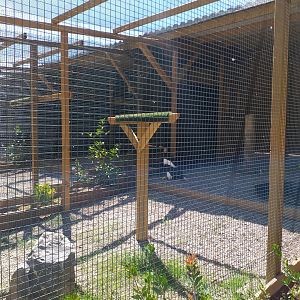 Steller's sea eagle exhibit -Sendaviva (2020)