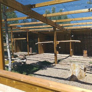 Western eurasian vulture exhibit -Sendaviva (2020)