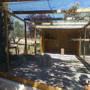 African white-backed vulture exhibit -Sendaviva (2020)