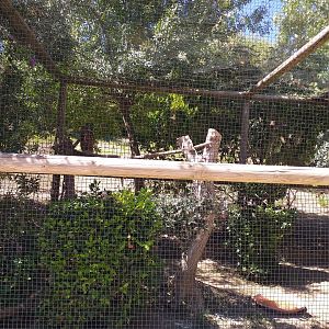 Spanish eagle-owl exhibit -Sendaviva (2020)
