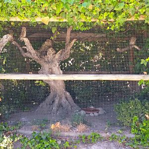 Eurasian long-eared owl exhibit -Sendaviva (2020)