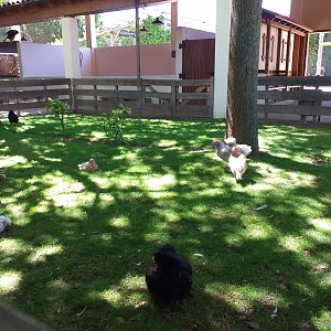 Silkie, Bantam and Polish chicken and Call duck exhibit -Sendaviva (2020)